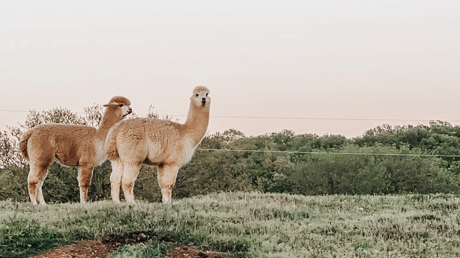 Lana de alpaca