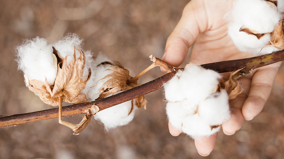 Algodón orgánico certificado